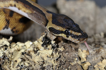 Python regius pied-ball