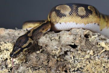 Python regius pied-ball