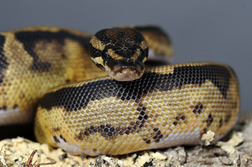 Python regius pied-ball