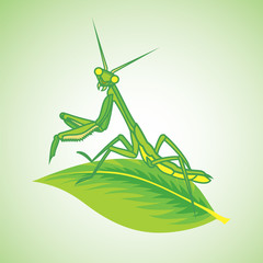green mantis