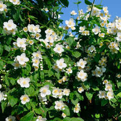 blooming jasmine bush