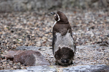 Obraz premium Humboldtpinguin in der Mauser