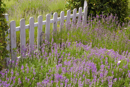 Cancello bianco sul campo di lavanda