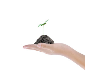 Hand holding plant on white background 