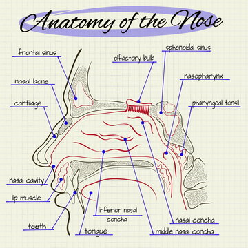 Struktur der menschlichen Nase