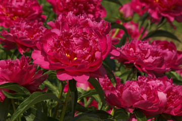 purple peonies in garden at summer