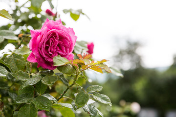 Rosa Rose