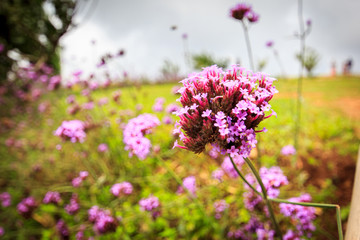 Obraz premium flowers