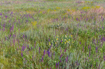 Naklejka premium Summer field with wild sage flowers - outdoor natural drugstore