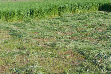 Cut grass on a summer meadow