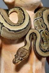 Obraz premium python regius pinstripe