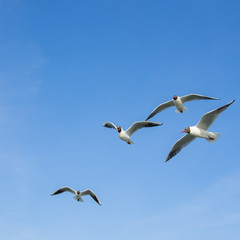 Obraz premium Seagull standing in the air