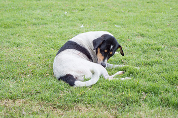 Dog on green grass background