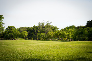 green park landscape, background