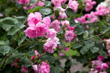 Weisse Rosen am Busch