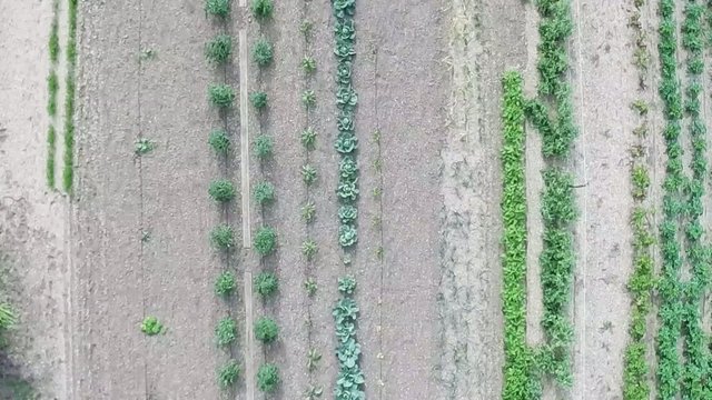 Jardin en drone
