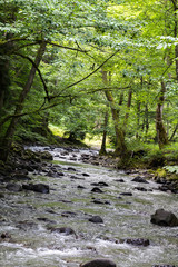 Obraz premium Mountain River in the wood