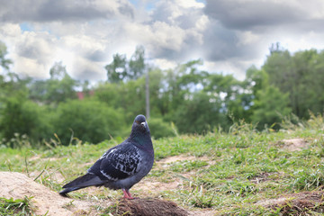 dove on the lawn