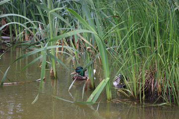 ducks and drakes on the water