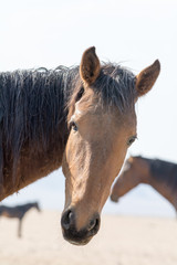 Obraz premium Wildpferde in der Namib Wüste/Namibia aufgenommen im September 2014: Portrait eines Namib-Pferdes