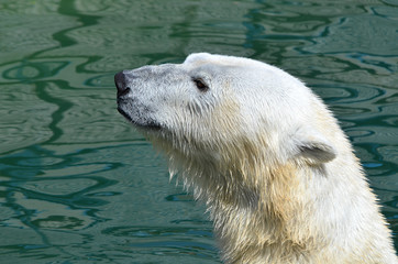 Полярный медведь.