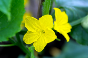 Close-up of yellow flowers cucumber on a background of bright gr