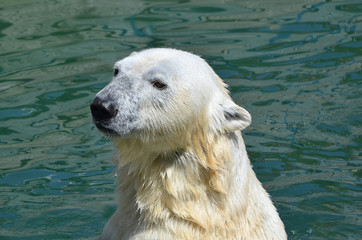 Fototapeta na wymiar Полярный медведь в воде.