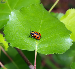 Ladybird bug on a leaf with green background