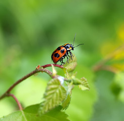 Fototapeta premium Ladybird on green blade of grass