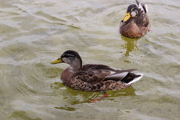 Duck swimming in a pond