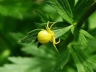 Jumper spider on leaf