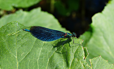 Emerald dragonfly on a green leaf