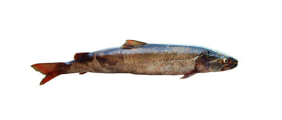 Trout fish on a white background