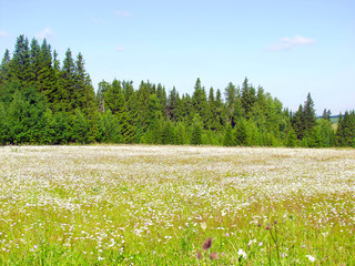 Green meadow blue sky with clouds and edge of forest