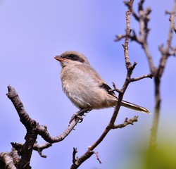 Gray shrike perched on tree branch