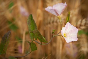  blühende ackerwinde / flowering field bindweed