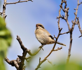 Obraz premium Gray shrike perched among tree branches