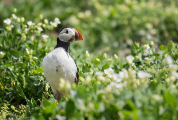 Farne Island Puffins