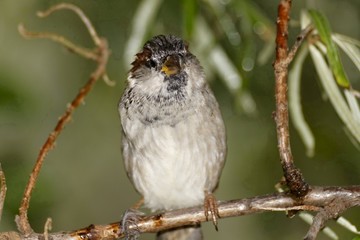 Sparrow