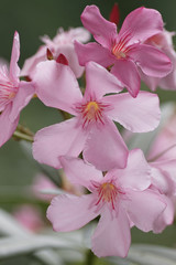 Oleander