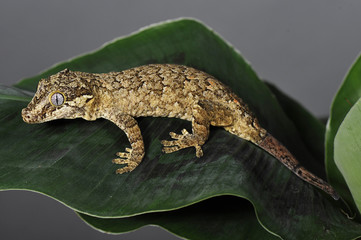 gecko ou racodactylus auriculatus