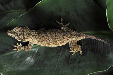 Naklejka premium gecko ou racodactylus auriculatus