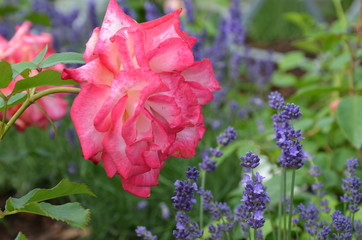 Lavendel im Rosengarten