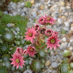 Rosa Blüten im Steingarten