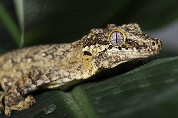 gecko ou racodactylus auriculatus