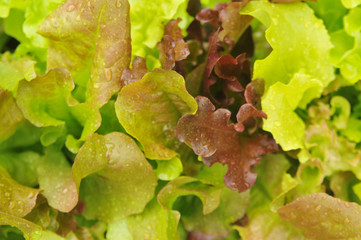 Schnittsalat Varietäten