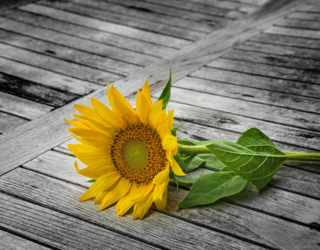 one sunflower on an old table