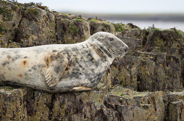 Farne Island Grey Seals