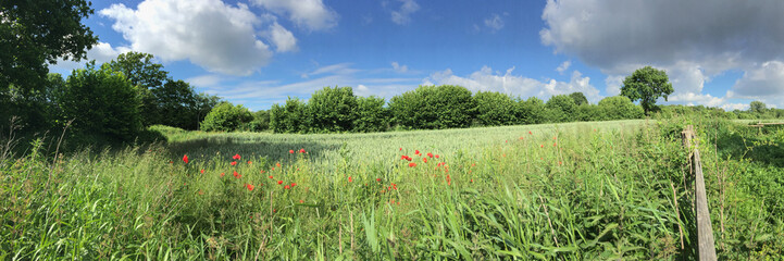 Sommerlandschaft: Panorama Feldrand mit Mohnblumen