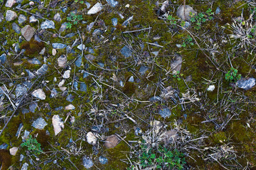 Background Of Green Moss. Seamless Tileable Texture.